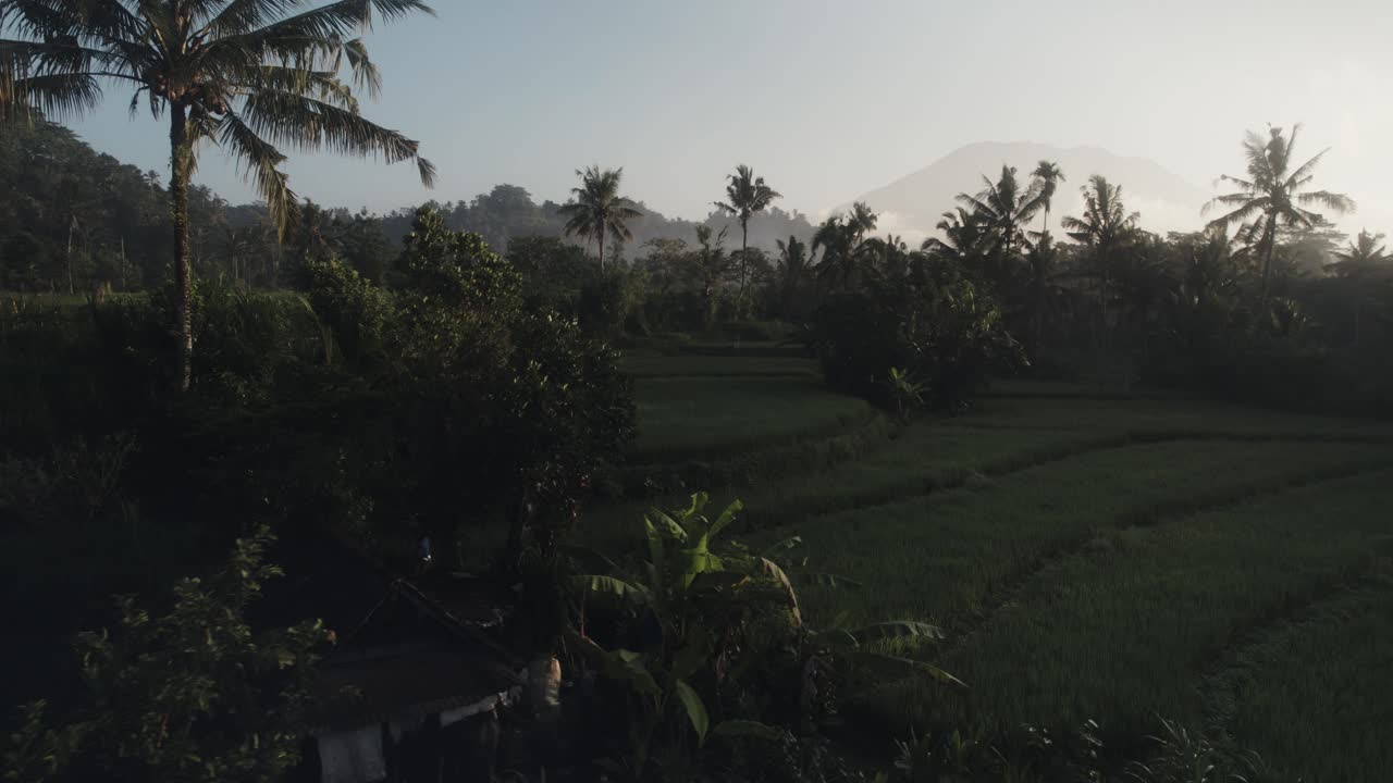 Drone che vola sopra risaie e palme sull'isola di Bali, Indonesia, riprese aeree al tramonto