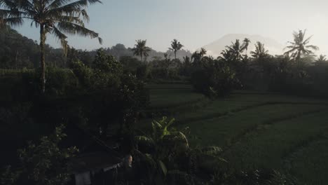 Drone-Vuela-Sobre-La-Palmera-Del-Campo-De-Arroz-En-La-Isla-De-Bali,-Indonesia,-Imágenes-Aéreas-Al-Atardecer