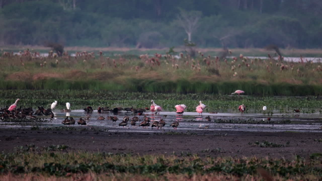 Rainforest marsh with exotic tropical ducks, egrets, spoonbills in wetland water
