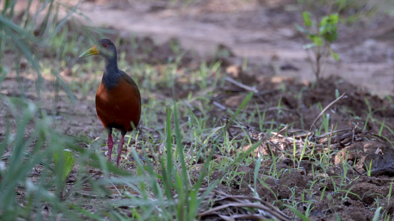 Wild close-up Grey-cowled Wood-Rail walking bird in tropical rainforest jungle