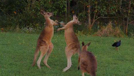 eastern grey kangaroo stands on tail and kicked the other - kangaroos fighting kicking and punching each other - australasian swamphen - qld, australia