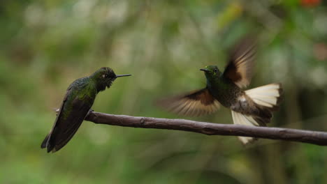 hummingbirds playing in super slow motion