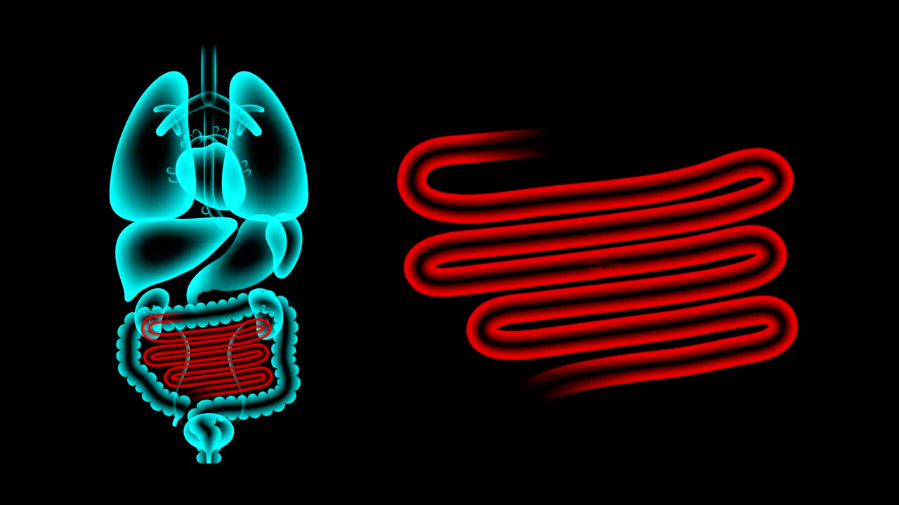 conjunto de rayos x de órganos humanos masculinos, infección del intestino delgado idea concepto ilustración de color rojo brillo aislado en el fondo oscuro, animación de bucle sin costuras 4k con espacio de copia