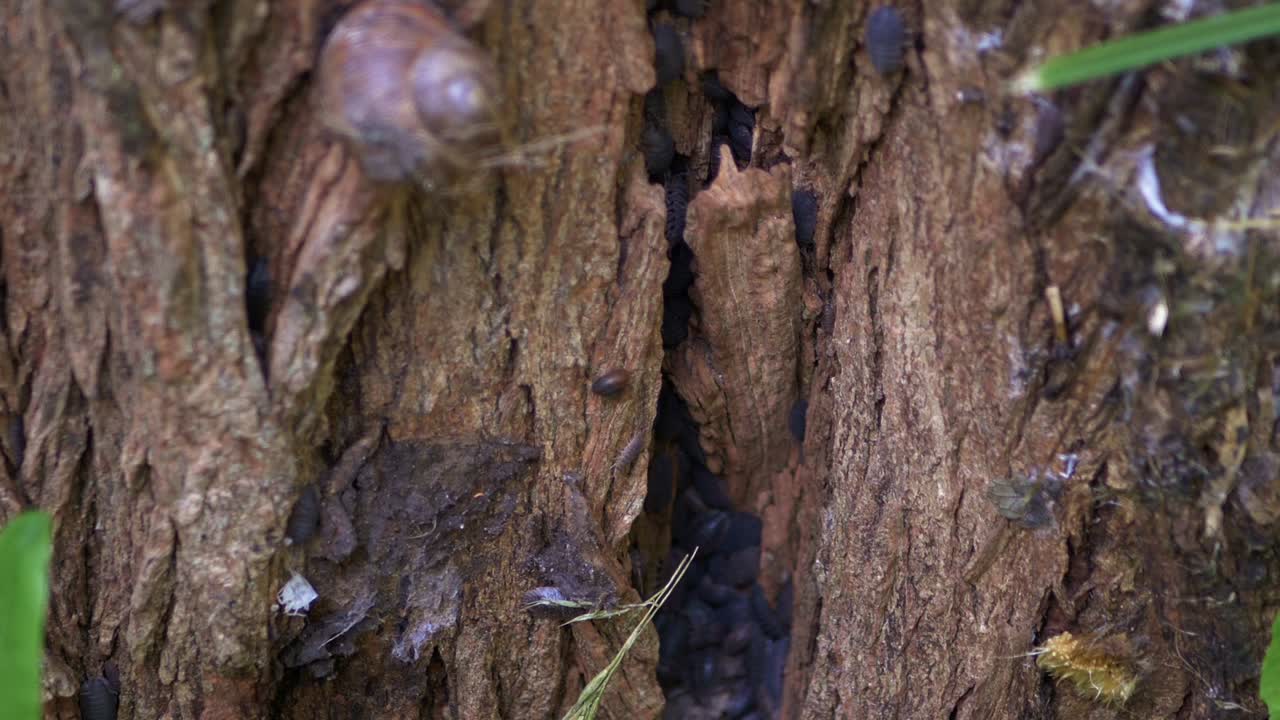 Primo piano di insetti su un vecchio ceppo d'albero marcio