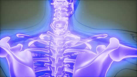 cuerpo humano transparente con huesos visibles