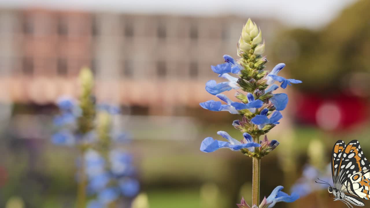 A butterfly flutters gracefully around a vivid blue flower against a blurred background, showcasing natural beauty and delicate movement