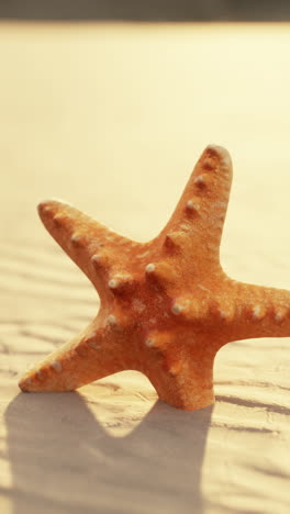 starfish on a sandy beach