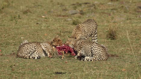 tres jóvenes guepardos alimentándose de un cadáver en el masai mara, kenia