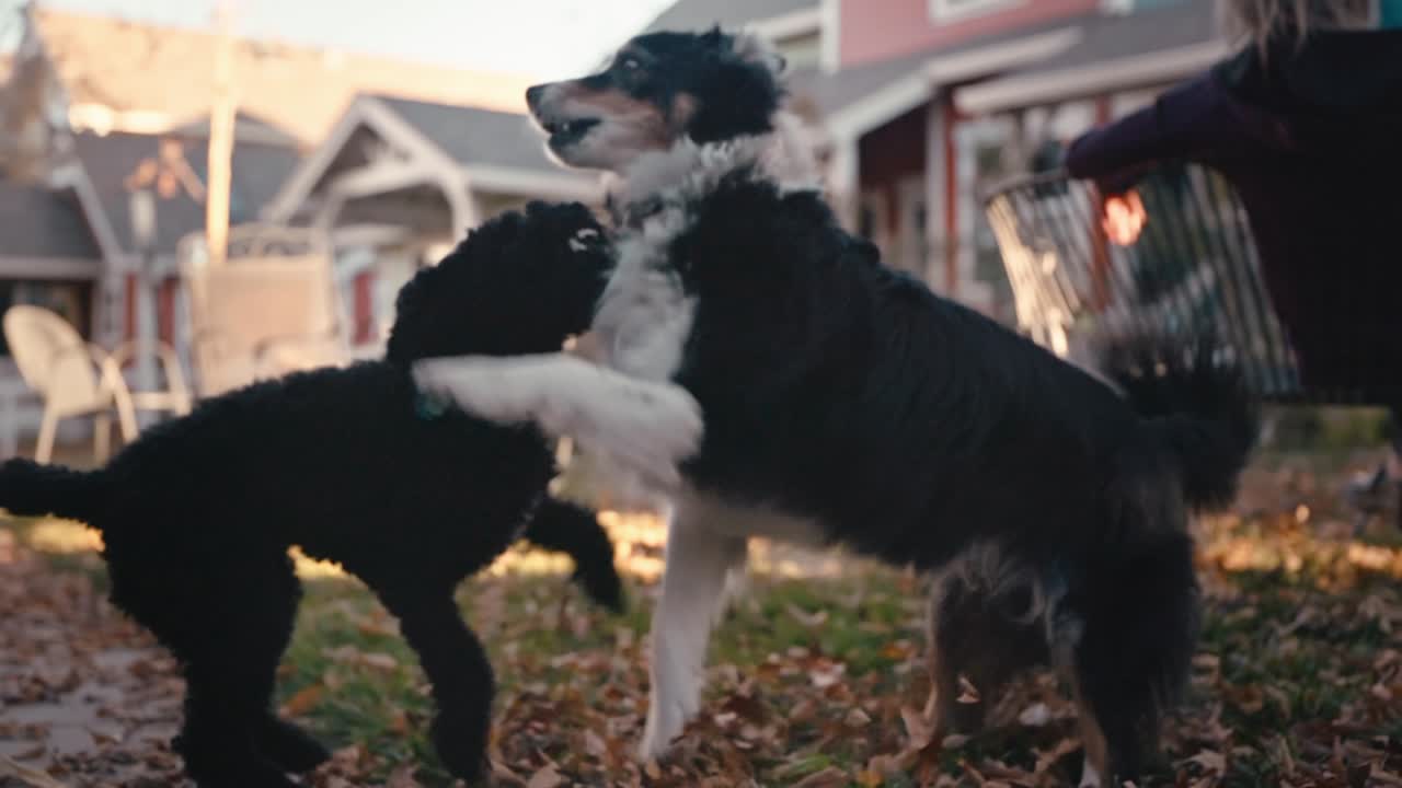 Border Collie and Black Labradoodle pause playtime to smile at the camera.