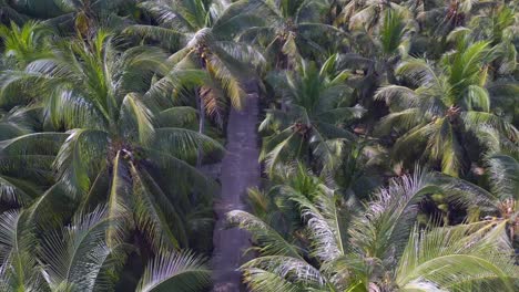 Empty street Crown of palms
