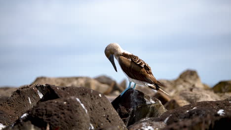 blue footed booby preening feathers perched on rock on espanola island in the galapagos with bokeh background