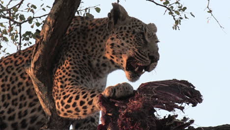 primer plano de un leopardo que se alimenta de un antílope asesinado en un árbol en la hora dorada