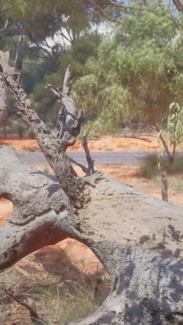 árbol caído en un paisaje seco australiano