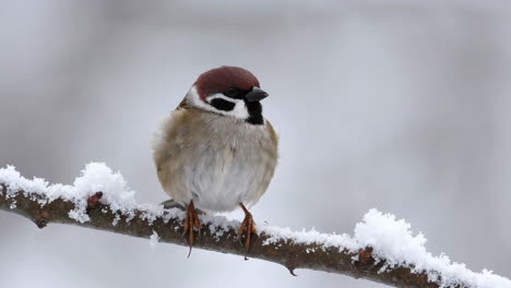 eurasian tree sparrow on a snow-covered branch in winter