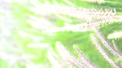 vertical footage of wild grass in the morning, bright natural sunlight, and soft looks