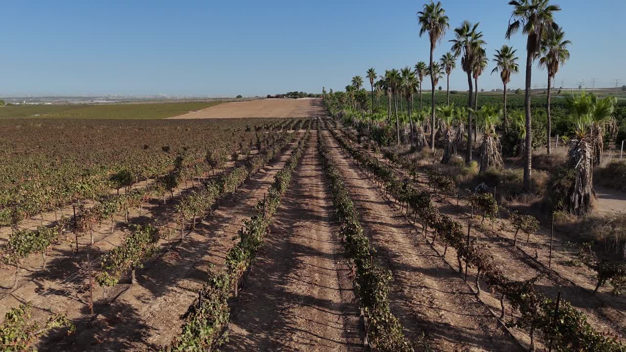 High resolution aerial drone 4K video of vineyards during a summer day in central Israel close to Hulda