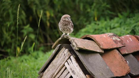 Little Owl chick perched on tiles on top of owl house in meadow looking around