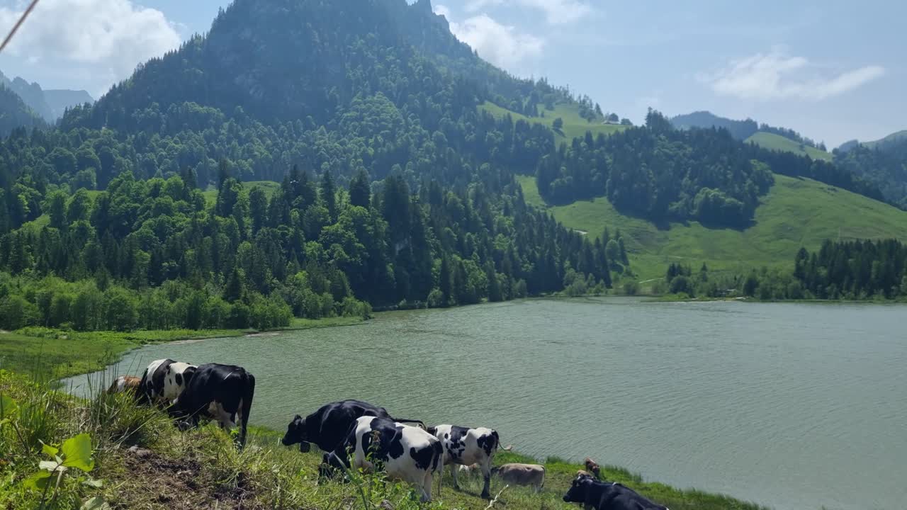Shot of Lake Schwarzsee in Fribourg, Switzerland, where cows of various colors graze peacefully across lush, rolling alpine meadows on a mild spring day.