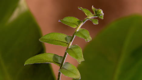 Slow-unfurling-fish-tail-sword-fern-shallow-depth-of-field-light-background