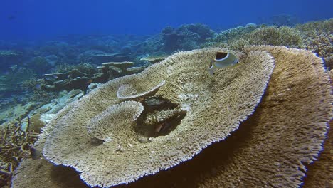 butterfly fish above a huge table coral