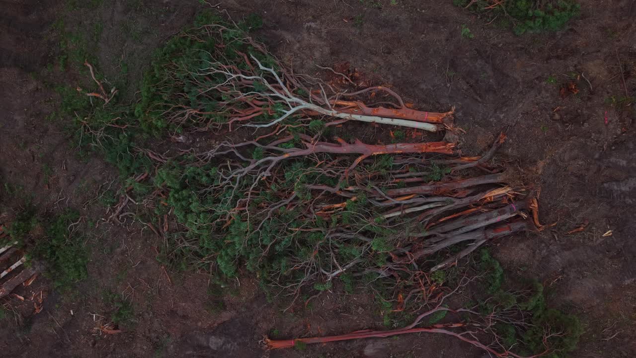 Top-down drone ascent over cleared forest area showing eucalyptus tree loss and damage