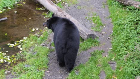 Oso-Negro-Americano-Caminando-Lentamente