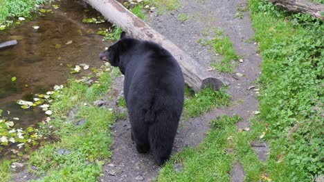 american black bear  walking slowly