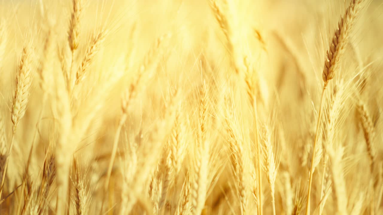 A truly cinematic shot of golden wheat swaying in the summer breeze, bathed in warm sunlight. Captures the peaceful, abundant beauty of nature