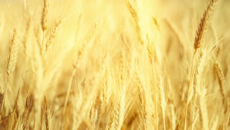 a truly cinematic shot of golden wheat swaying in the summer breeze, bathed in warm sunlight. captures the peaceful, abundant beauty of nature