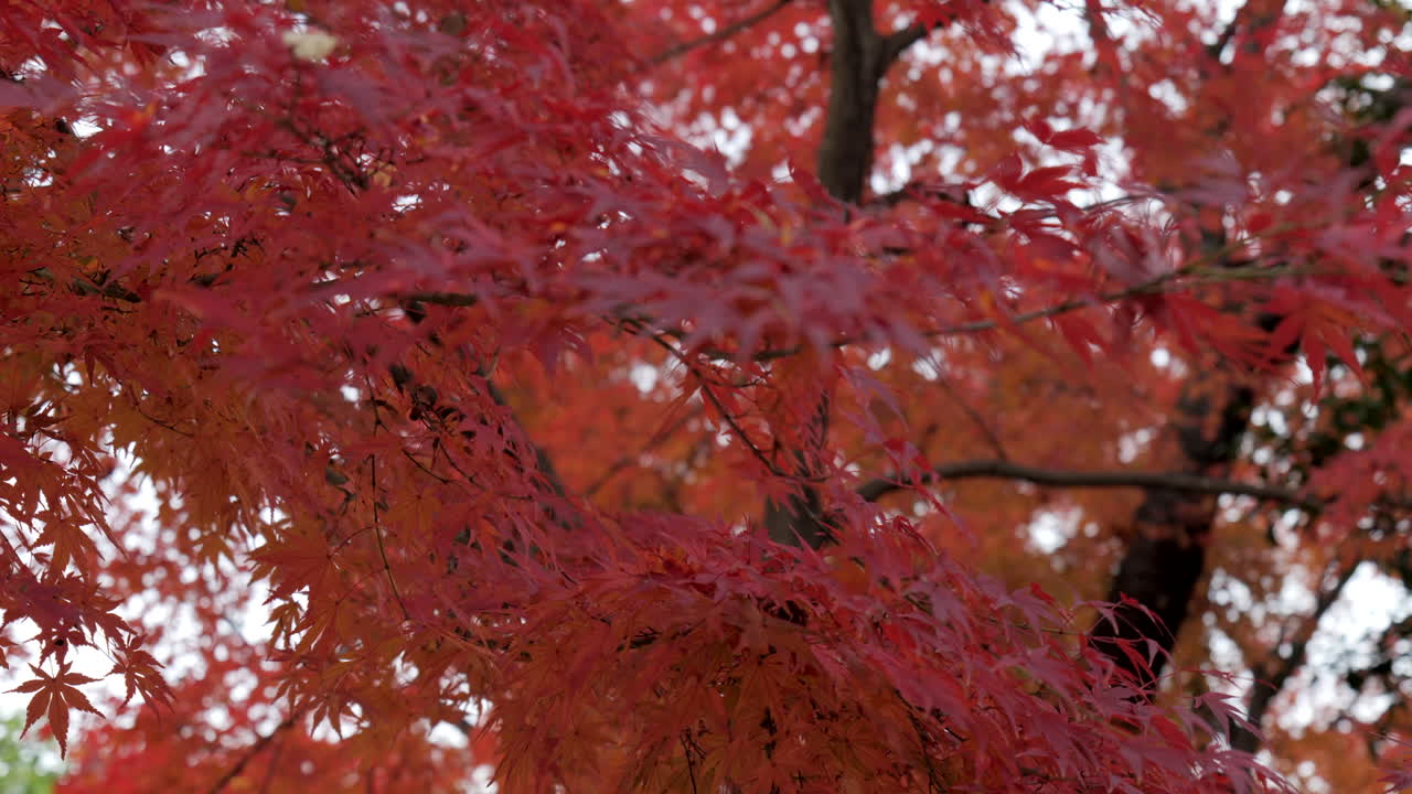 detalle de las hojas del arce japonés, sus colores en otoño son maravillosos e hipnotizantes