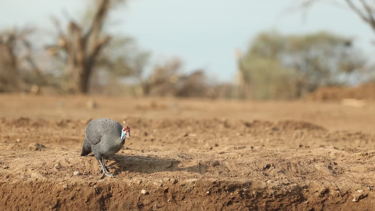 Rack focus from a helmeted guinea fowl in the foreground to a giraffe feeding in the background. Filmed from a low angle in Mashatu Game Reserve.
