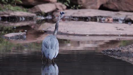 backside of grey heron standing in a stream