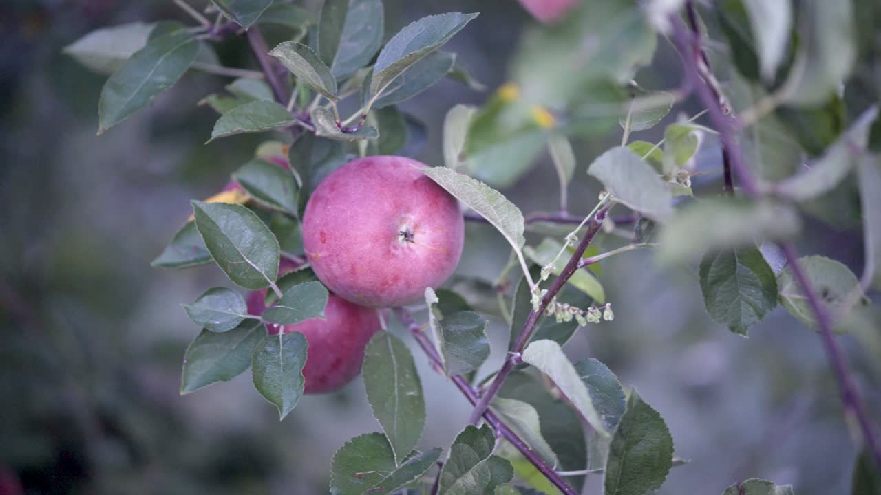 Ripe apples on a tree branch