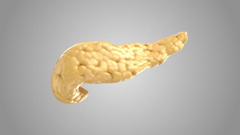 realistic 3d animation of human pancreas isolated on white