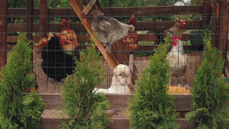 Aves-De-Corral-En-Jaulas-Mirando-A-La-Cámara