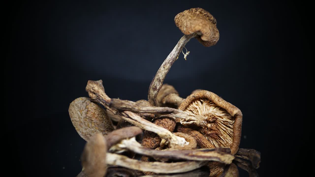 producto de flor fósil de hongo seco comestible filmado en el plato giratorio