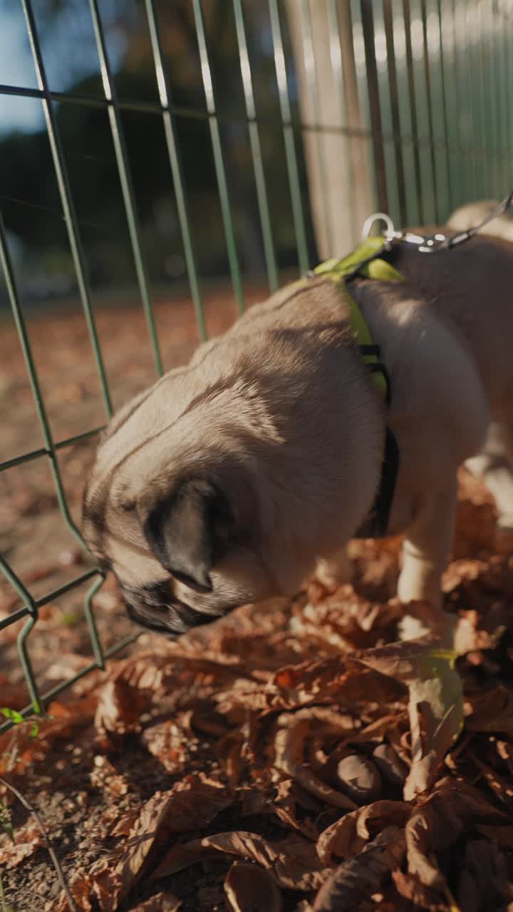Mops Welpe erkundet Herbstlaub