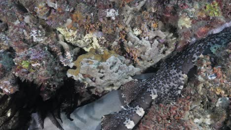 buzos de buceo observación de dos especies de tiburones durmiendo juntos en una grieta de arrecife en la gran barrera de arrecife