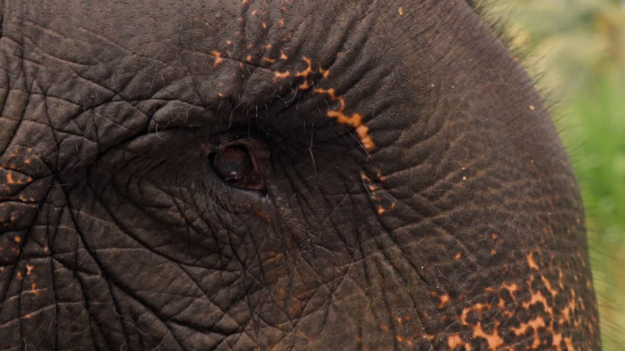 An intimate close-up of an Asian elephant’s eye in the wilds of Sri Lanka, revealing the intricate textures of its skin and the deep, expressive gaze of this majestic animal.