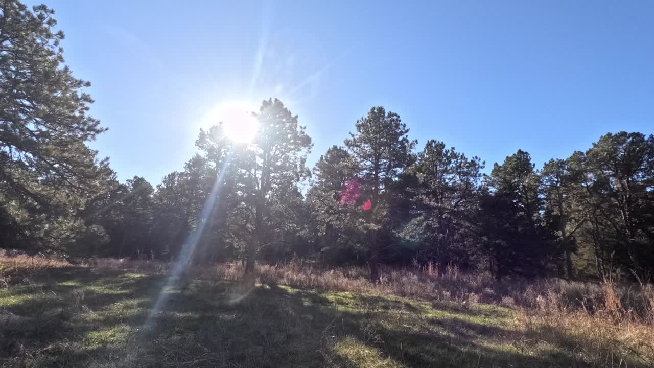временный снимок солнца, движущегося по небу через и над линией деревьев
