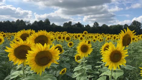 bright colorful sunflowers on a beautiful fall day