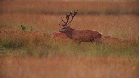 Profile-view-of-dominant-red-deer-stag-bellowing-in-crisp-morning-air,-the-rut