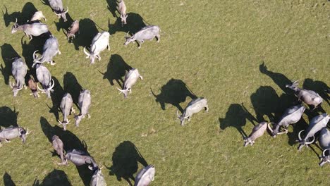 Many-horned-Buffalos-grazing-happily-on-flat-green-grass-field,-South-Asia