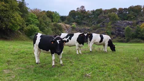 three friesian cows grazing. static view