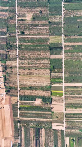 vertical aerial view of vast plantations of kiwi fields in zhouzhi county, shaanxi province, china, showcasing the extensive green rows of kiwi plants and the rich agricultural landscape.