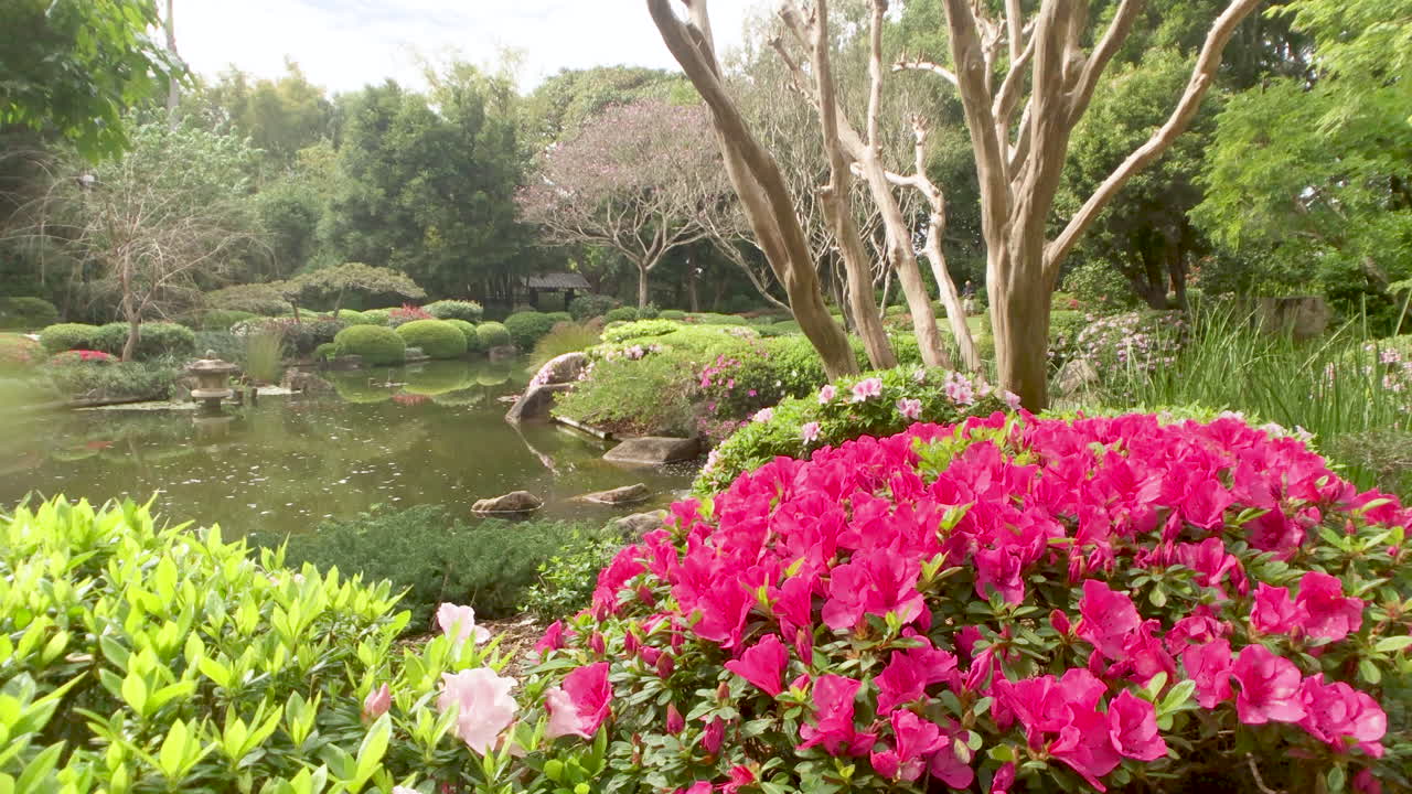 Laghetto tranquillo con fiori rosa, Giardini Giapponesi, Brisbane Queensland