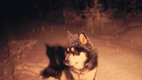 adorable alaskan malamute outside on a snowy winter evening