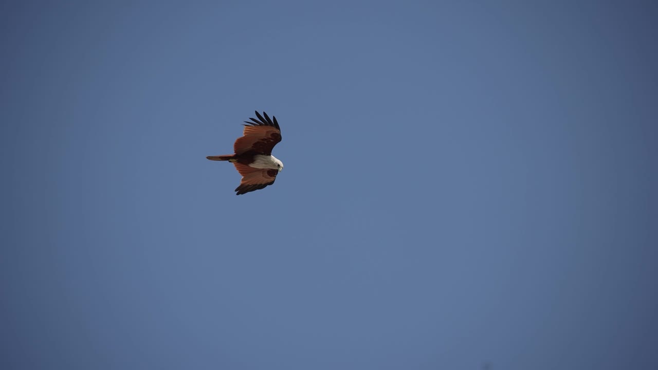 águila flotando sobre el cielo para cazar peces