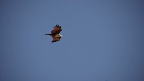 eagle hovering over the sky to hunt fish