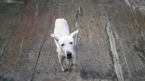 Video-En-Cámara-Lenta-De-Un-Perro-Callejero-Blanco-Atrapando-Galletas-Que-Le-Arrojan